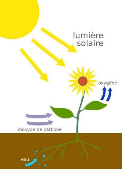 Photosynthese - Par At09kg : originalWattcle